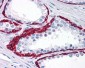 BMP15 Antibody (N-Terminus)